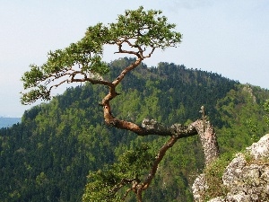 Rocks, Mountains, pine