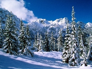 Mountains, viewes, snowy, snow, trees