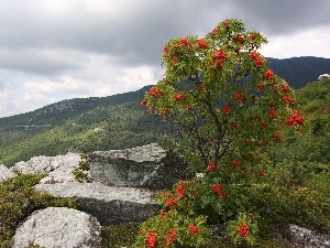 Plant, Mountains