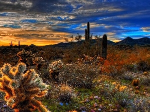 Mountains, Cactus, west, sun