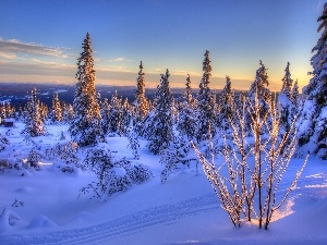 Mountains, Spruces, west, winter, sun
