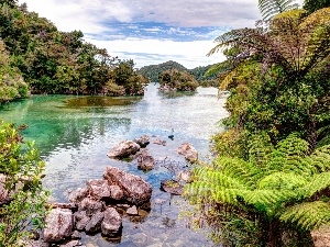 Mountains, fern, River, woods, Stones