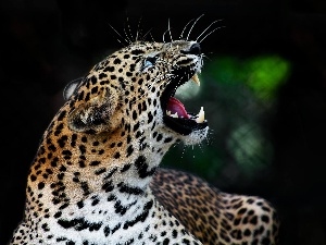 canines, moustache, Panther