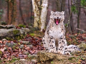 mouth, snow leopard, autumn