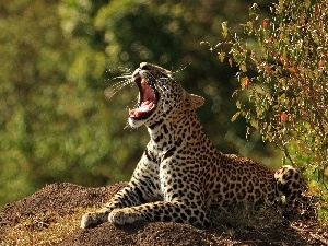 open, mouth, Leopards