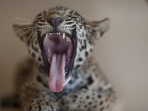mouth, open, small, Leopards