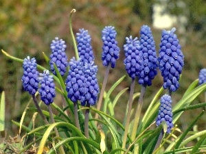 Muscari