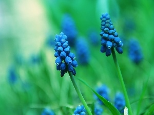 bells, Muscari, Flowers