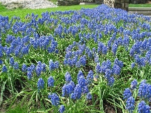 Muscari botryoides