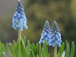 Flowers, Muscari, Blue