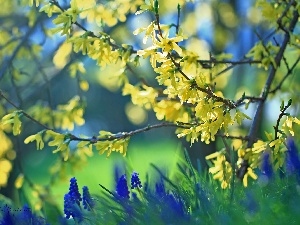 Muscari, Flowers, forsythia, Yellow