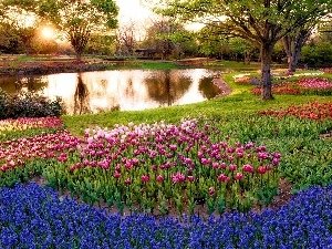Muscari, Tulips, Park, brook