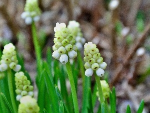 Muscari, White