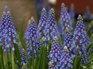 Muscari