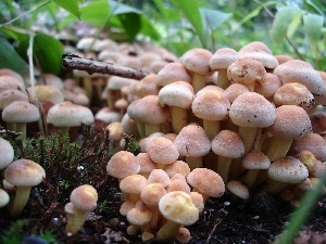 mushroom