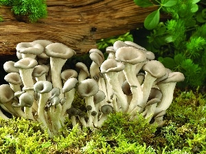mushrooms, Family