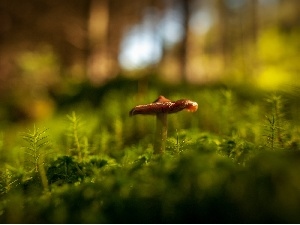 Mushrooms, Moss