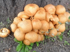 mushrooms, Orange