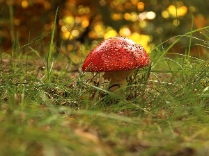 Mushrooms, grass, Red, toadstool
