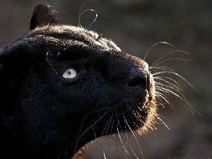 mustache, mouth, black, Panther