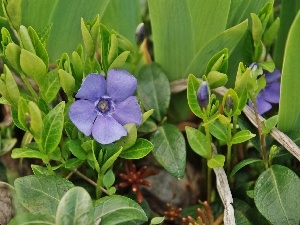 Flowers, myrtle, Blue