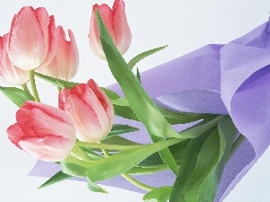napkin, Tulips