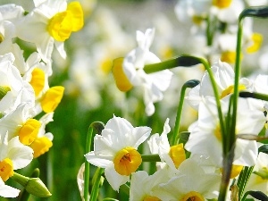 narcissus, beatyfull