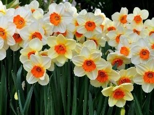 narcissus, Flowers