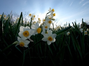 narcissus, grass