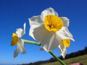 narcissus, White