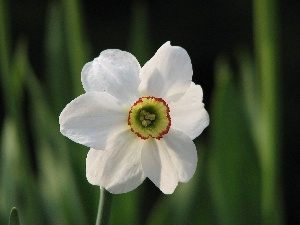 narcissus, White