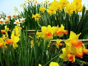 Yellow, Daffodils, White