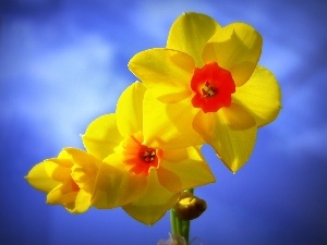 narcissus, Yellow