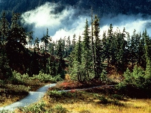 Clouds, Narrow, Path, green ones, Sky, Conifers