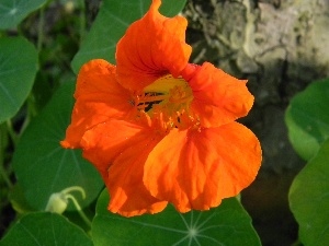 nasturtium