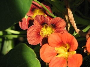 nasturtium