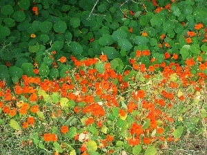 Flowers, nasturtiums, Orange