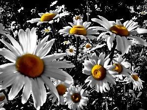 Daisies, nature, Field