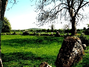 nature, nature, Ireland, Meadow