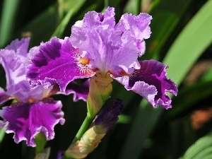 nature, Flowers, Violet, iris