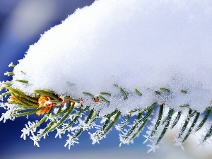 needle, pine, A snow-covered, twig