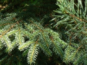 forest, needle, spruce