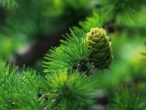 larch, needle, cone