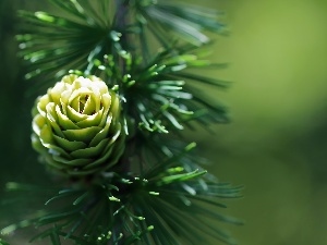 larch, needle, cone