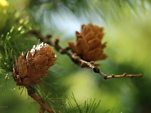 larch, needle, cones