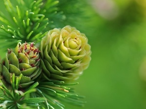 larch, needle, cones