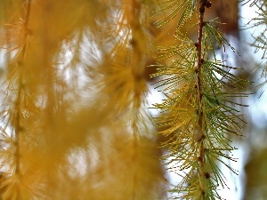 needle, Yellow, larch, twig