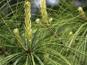 Longs, needle, spruce