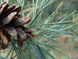 pine, needle, cone