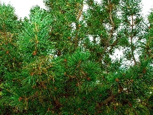 needle, pine